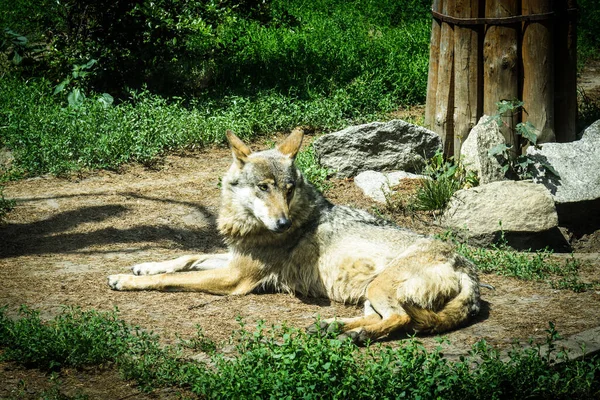 Lobo Zoológico — Foto de Stock
