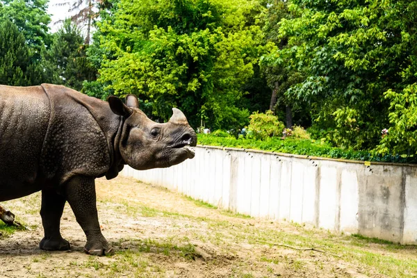 Rhinoceros Zoo — Stock Photo, Image