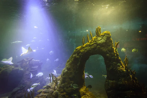 Underwater Life Nature Travel — Fotografia de Stock