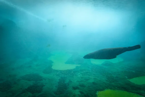 Seal Water Nature — Foto Stock