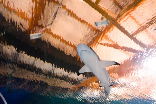Shark Underwater Nature Travel — Foto Stock
