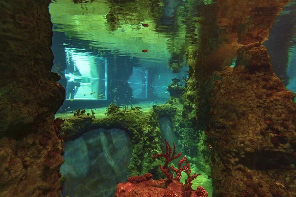 Underwater Life Nature Travel — Foto Stock