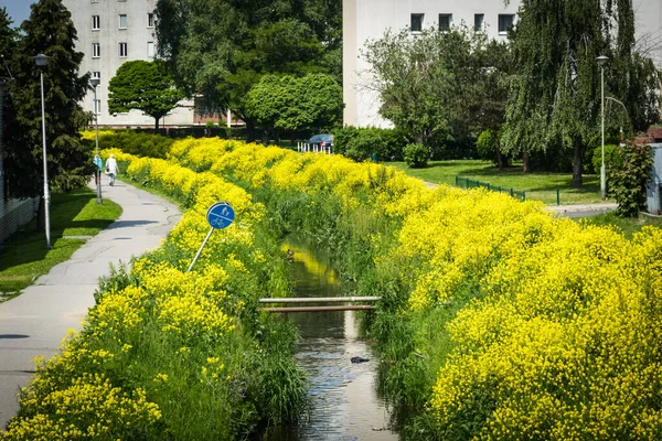 Goldenrod Summer Flora — Fotografia de Stock