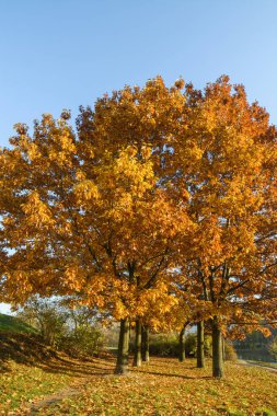 Parkta sonbahar ağaçları