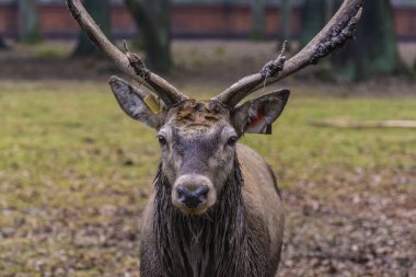 Geyik hayvanat bahçesinde, hayvan