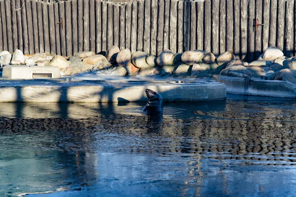 Тюлень Воде — стоковое фото