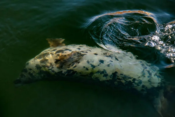 Seal Water — Stock Photo, Image