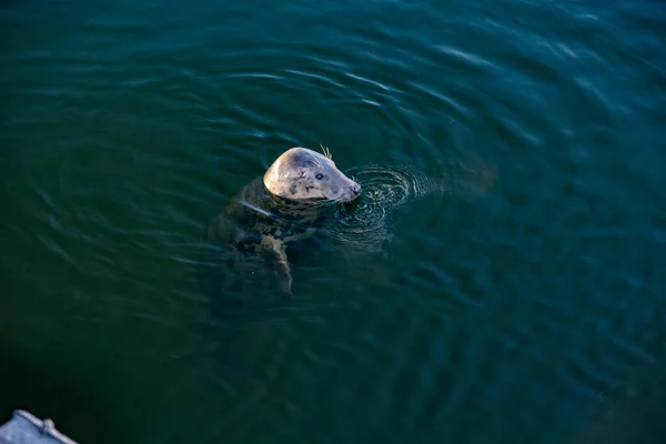 Sello Agua — Foto de Stock