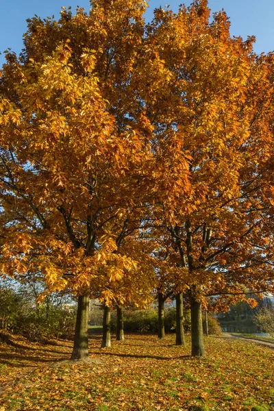 Herbstbäume Park — Stockfoto