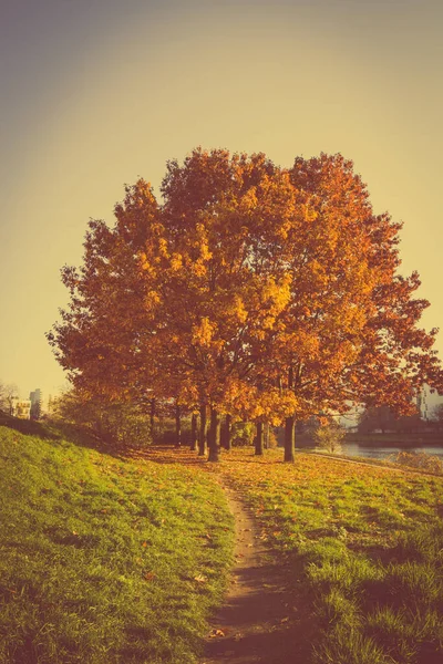 Árboles Otoño Parque — Foto de Stock