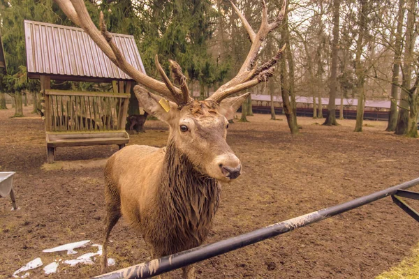Deer Zoo Animal — Stock Photo, Image