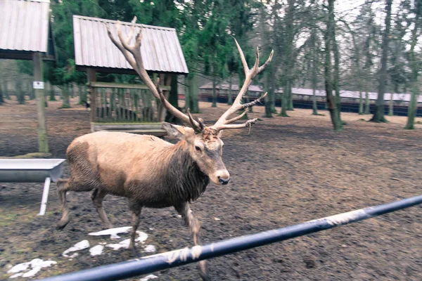 Deer Zoo Animal — Stock Photo, Image