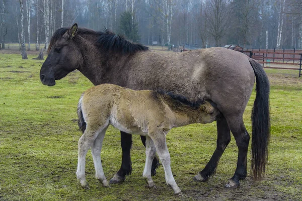 Atlar Hayvanlar Doğa — Stok fotoğraf