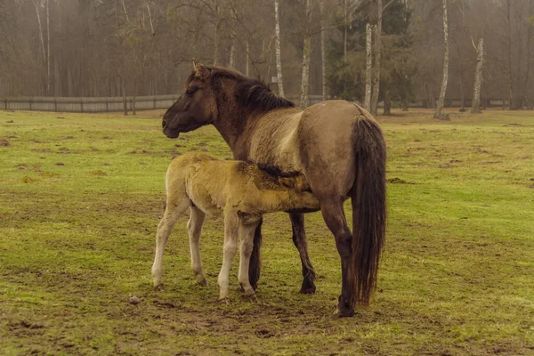 Horses Animals Fauna Nature — Foto Stock
