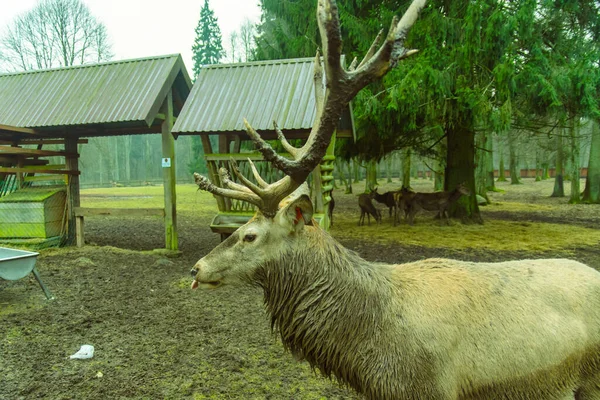 Deer Zoo Animal — Stock Photo, Image