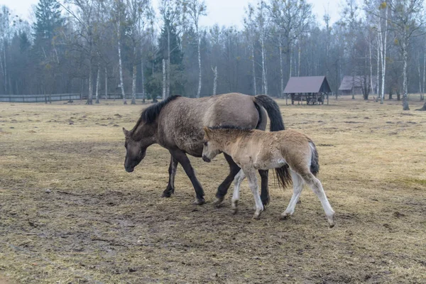 Horses Animals Fauna Nature — Stock Photo, Image