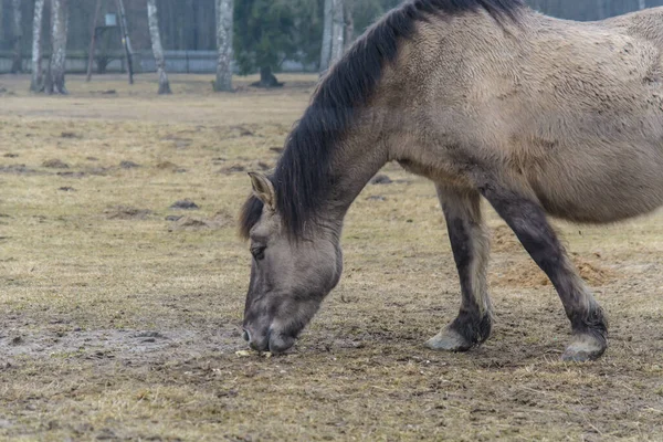 Horse Animal Fauna Nature — Stock Photo, Image