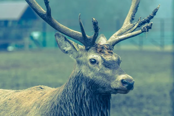 Deer Zoo Animal — Stock Photo, Image