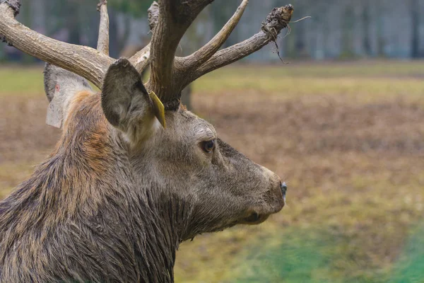 Deer Zoo Animal — Stock Photo, Image