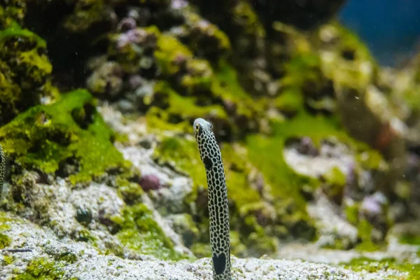 Underwater Life Fauna Nature — Stockfoto