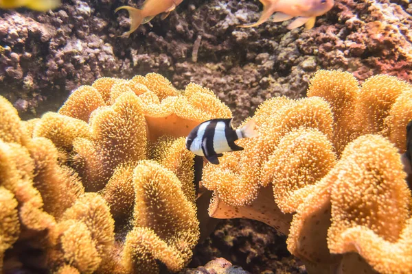 Underwater Life Nature Travel — Stockfoto