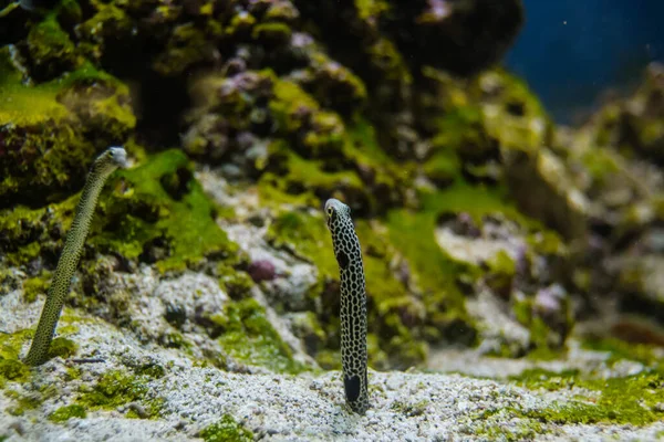 Underwater Life Nature Travel — Stockfoto