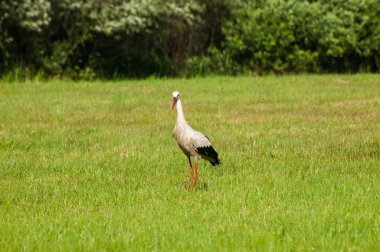 Leylek çimenlerde yürüyor 