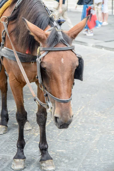 Horse Cab Street — Foto de Stock