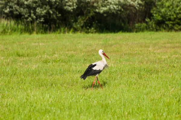 Stork Walking Lawn — Stock Photo, Image