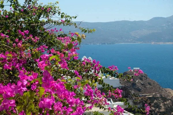 Flora Sull Isola Milos — Foto Stock