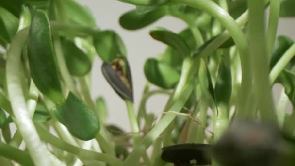 Vue arrière des semis de tournesol. Lentille de sonde entourée de semis verts.