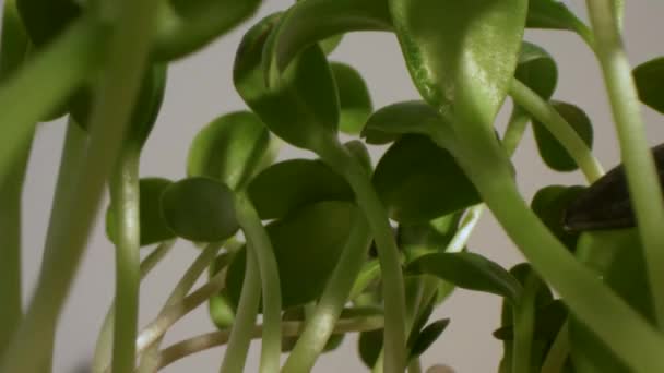 Vue en arrière des semis de tournesol. Vert, bio, végétarien. Objectif de sonde.