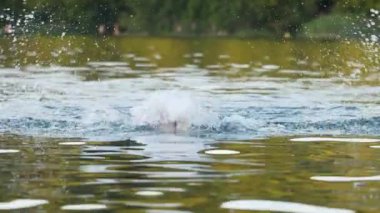 Nehirde atlet eğitiminde parlak bir atış. Profesyonel yüzücü nasıl düz ve hızlı yüzüleceğini gösterir. Yakın çekim, ağır çekim, güneşli gün, berrak su.