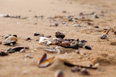 Kabukları ve mercan beac üzerinde kapatın