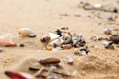 Kabukları ve mercan beac üzerinde kapatın