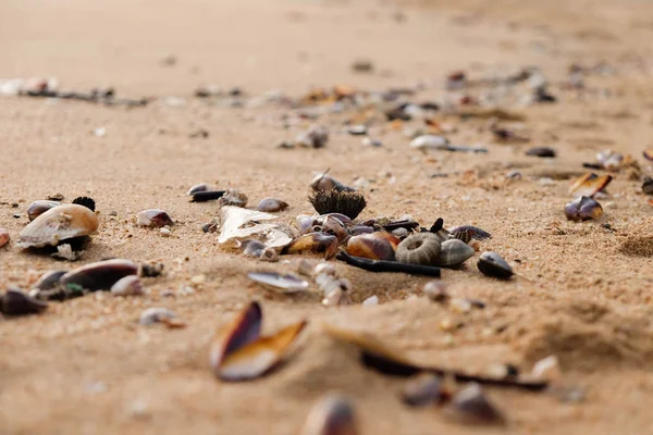 Kabukları ve mercan beac üzerinde kapatın