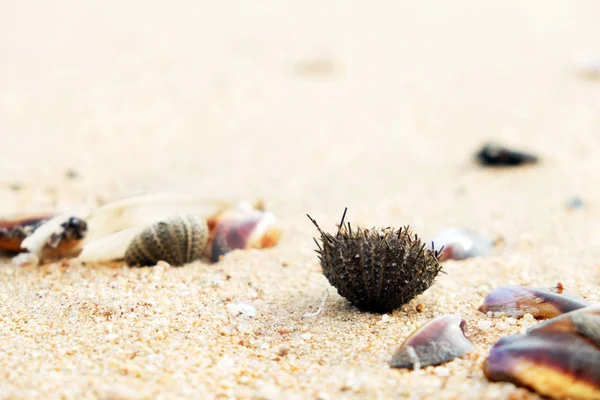 Close Shells Coral Beac — Stock Photo, Image