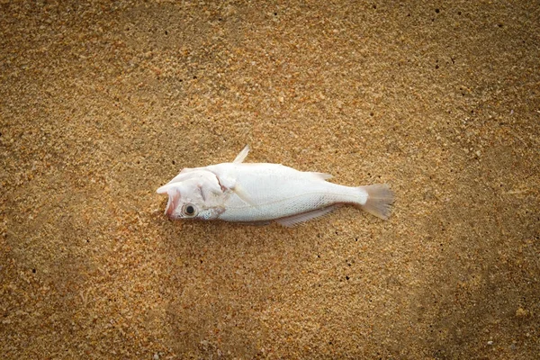 Close Dead Fish Beac — Stock Photo, Image