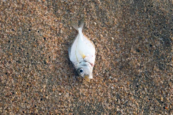 Close Dead Fish Beac — Stock Photo, Image