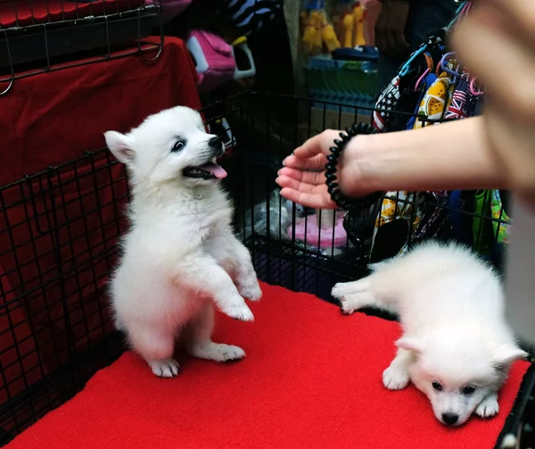 Mãos Mulher Jogando Pouco Spitz Para Vender Gaiola Cão — Fotografia de Stock