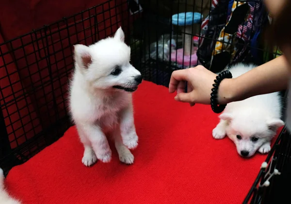 Rukou Žena Hrající Malý Špic Pro Prodej Kleci Dog — Stock fotografie