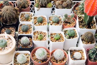 Grup kaktüs ya da leziz bir PO