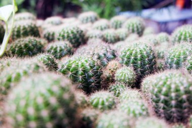 Grup kaktüs ya da leziz bir PO