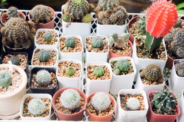 Grup kaktüs ya da leziz bir PO