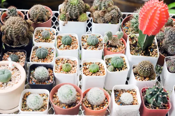 Grup kaktüs ya da leziz bir PO