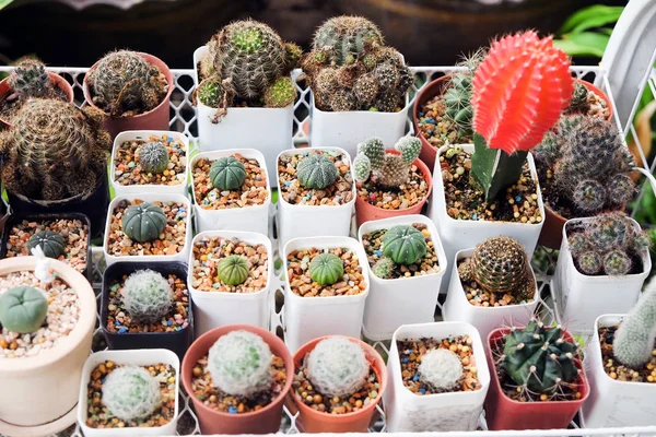 Grup kaktüs ya da leziz bir PO