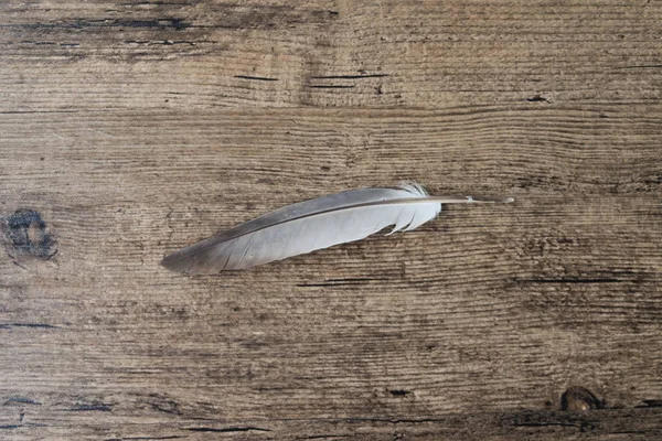 Feather on wooden table