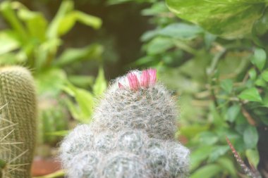 Pot, succulents veya cactu kaktüs çiçeği