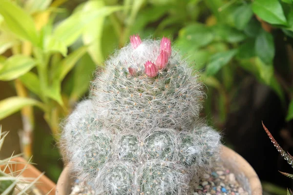 Fleurs Cactus Pot Succulents Cactu — Photo
