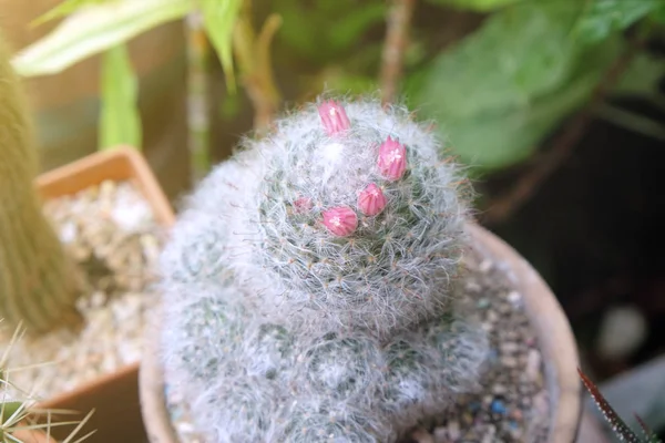 Blomst Kaktus Gryde Saftige Eller Cactu - Stock-foto